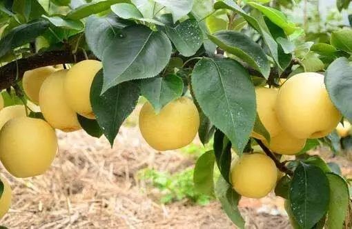 新鲜采摘欢迎你来品尝好吃的水果,新鲜采摘盛夏的果实