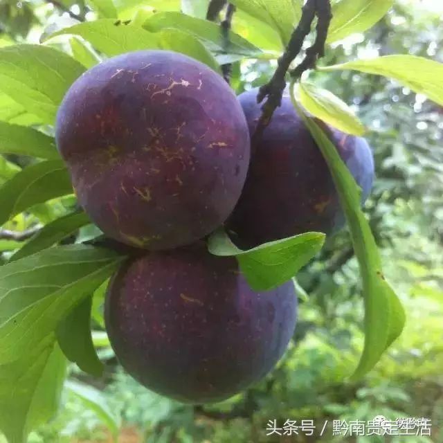 新鲜采摘欢迎你来品尝好吃的水果,新鲜采摘盛夏的果实