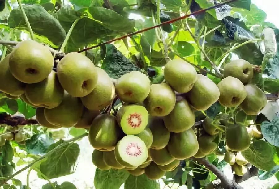 新鲜采摘欢迎你来品尝好吃的水果,新鲜采摘盛夏的果实