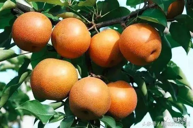 新鲜采摘欢迎你来品尝好吃的水果,新鲜采摘盛夏的果实