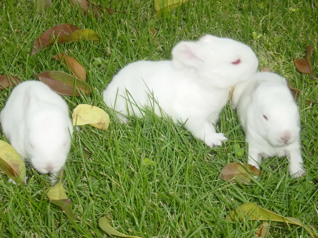 养兔要注意事项,种兔养殖注意事项