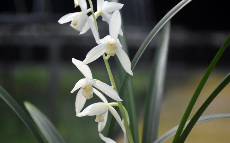 兰花怎么让花色艳丽,兰花的花色如何选择好看
