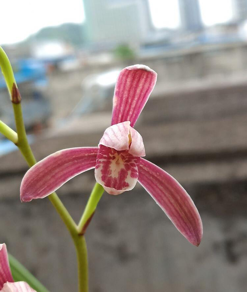 兰花怎么让花色艳丽,兰花的花色如何选择好看