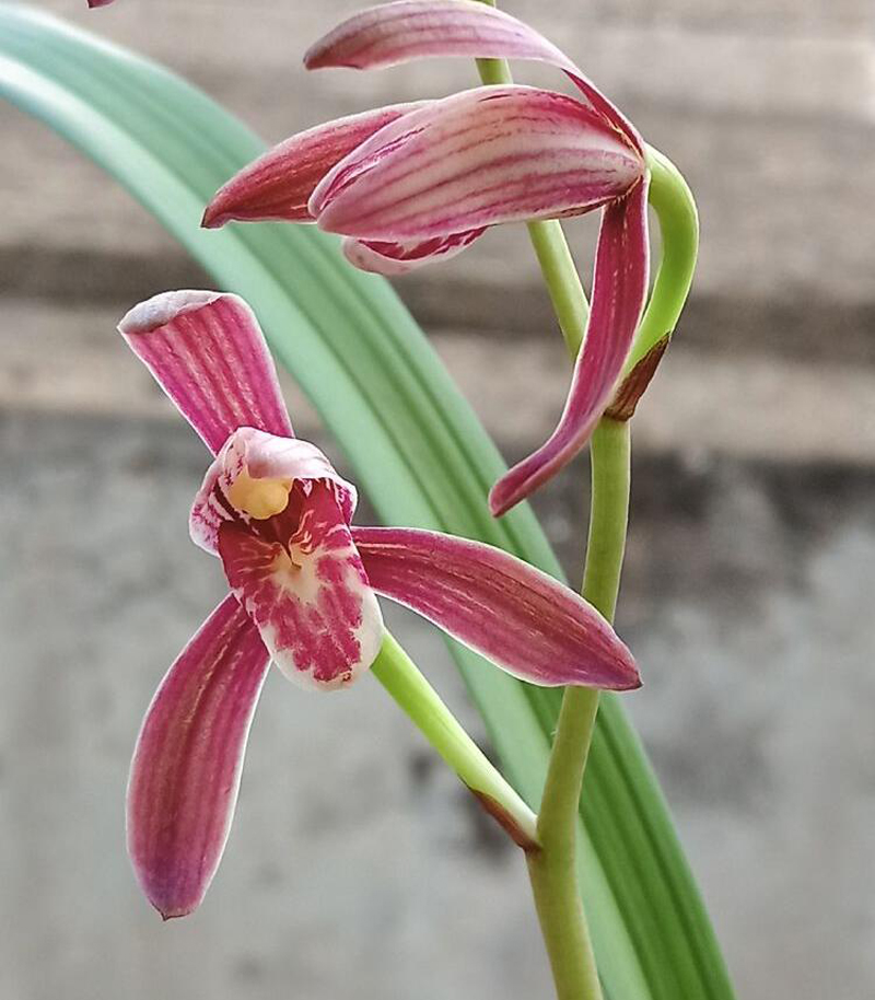 兰花怎么让花色艳丽,兰花的花色如何选择好看