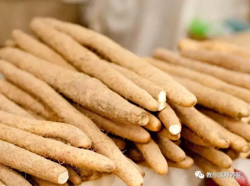 山药发芽全过程,山药发芽一根都不能吃吗