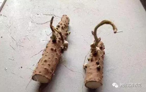 山药发芽全过程,山药发芽一根都不能吃吗