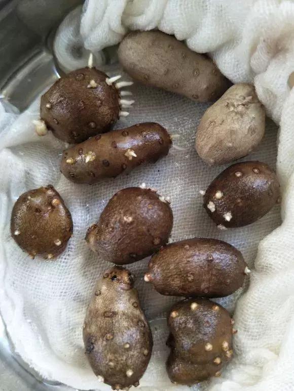 山药发芽全过程,山药发芽一根都不能吃吗