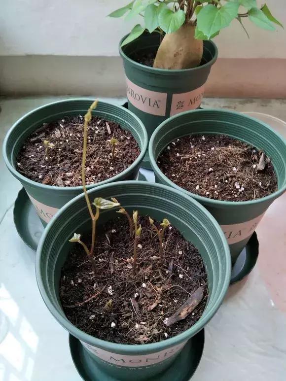 山药发芽全过程,山药发芽一根都不能吃吗