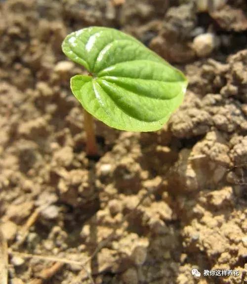 山药发芽全过程,山药发芽一根都不能吃吗