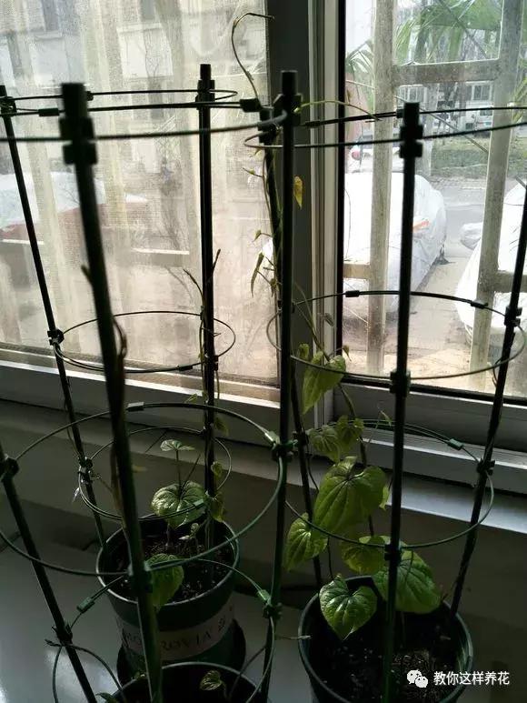 山药发芽全过程,山药发芽一根都不能吃吗