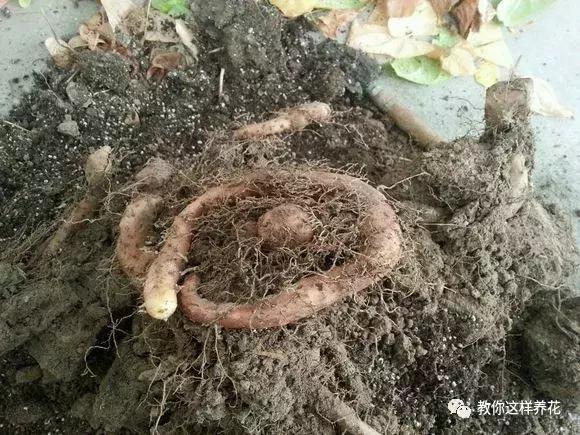 山药发芽全过程,山药发芽一根都不能吃吗