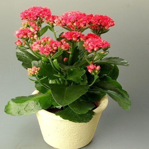 养花技巧小妙招什么花浇什么水,最容易爆盆的垂吊花卉