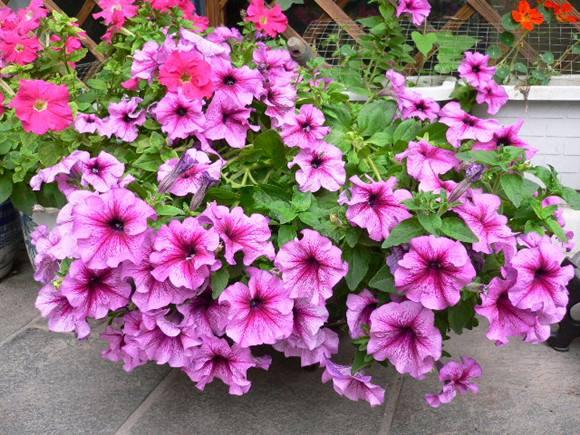 养花技巧小妙招什么花浇什么水,最容易爆盆的垂吊花卉