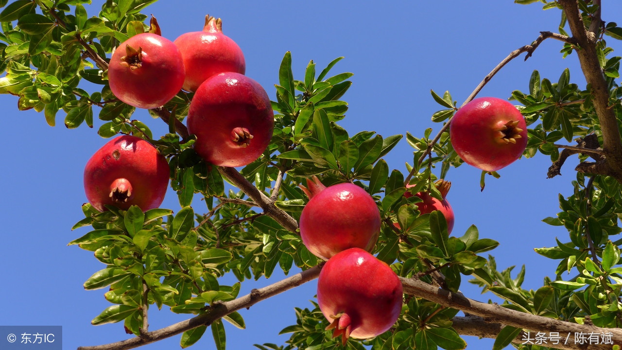 石榴芒果橘子葡萄,芒果石榴同种类的水果