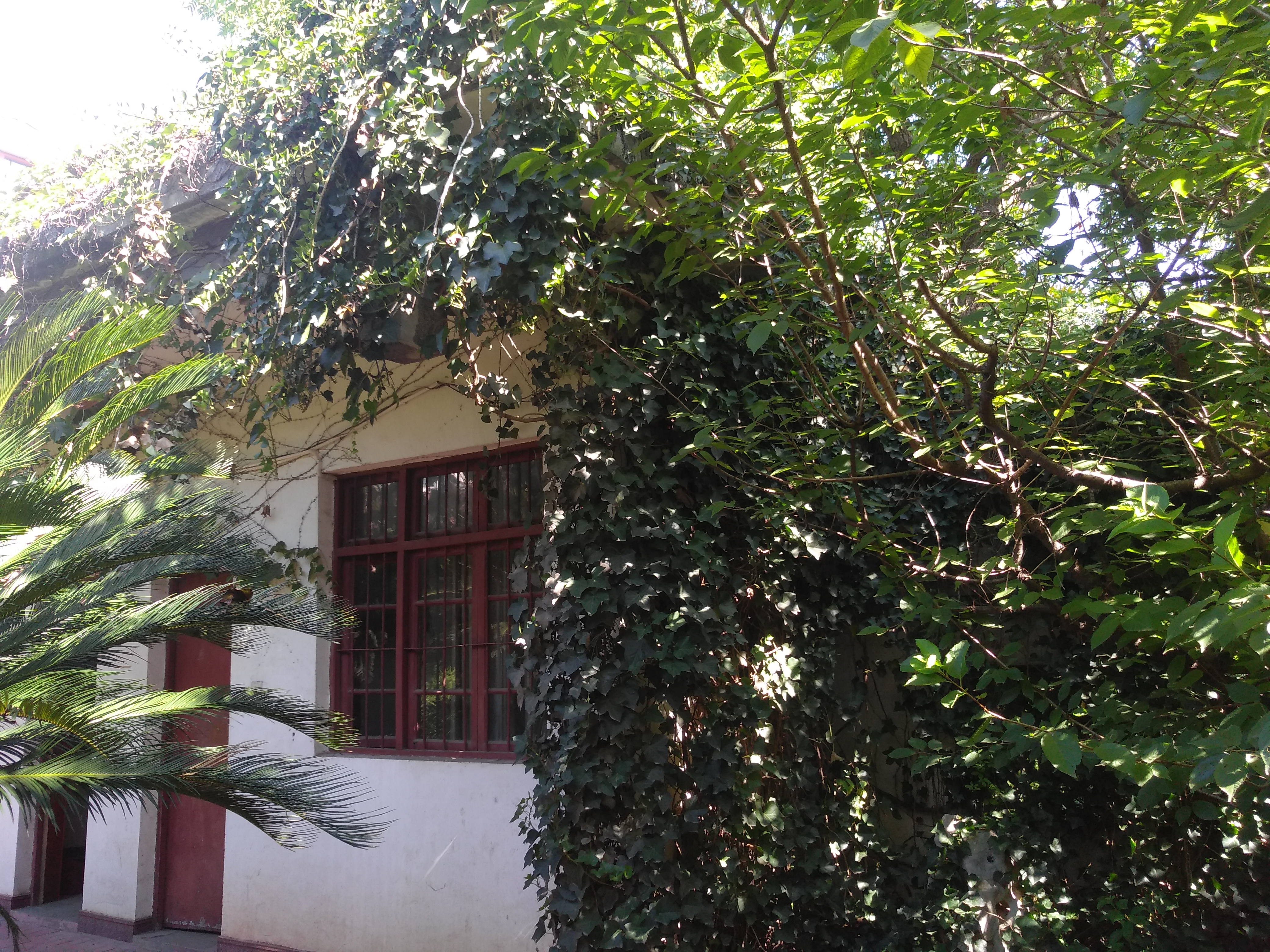 爬山虎满墙有人欢喜有人愁