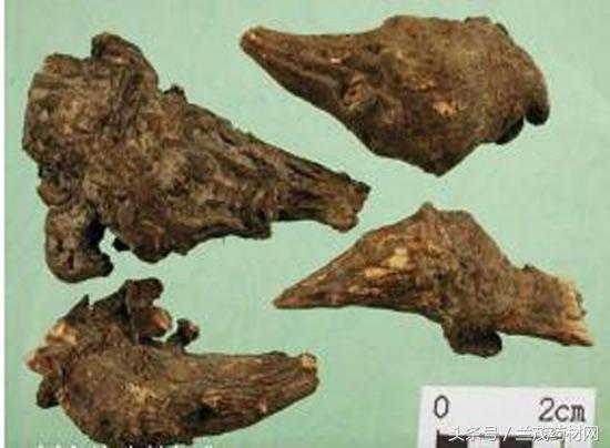 金秋九月种哪些药材有钱赚？