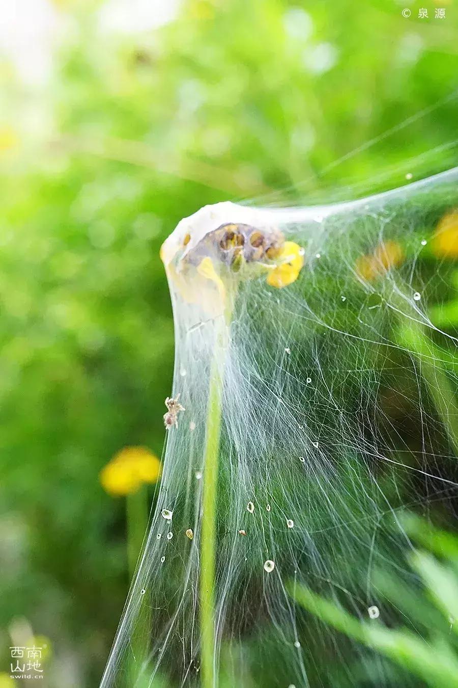 虫虫的世界简介,虫虫的世界里面一共有几种昆虫