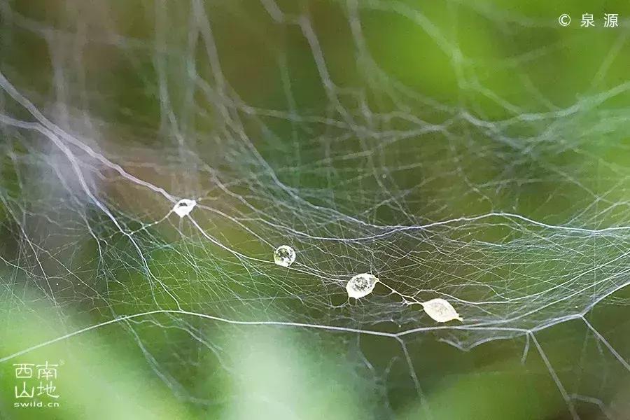 虫虫的世界简介,虫虫的世界里面一共有几种昆虫