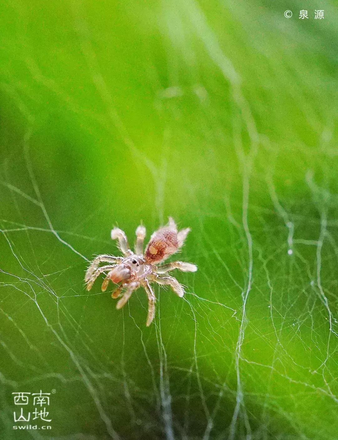 虫虫的世界简介,虫虫的世界里面一共有几种昆虫