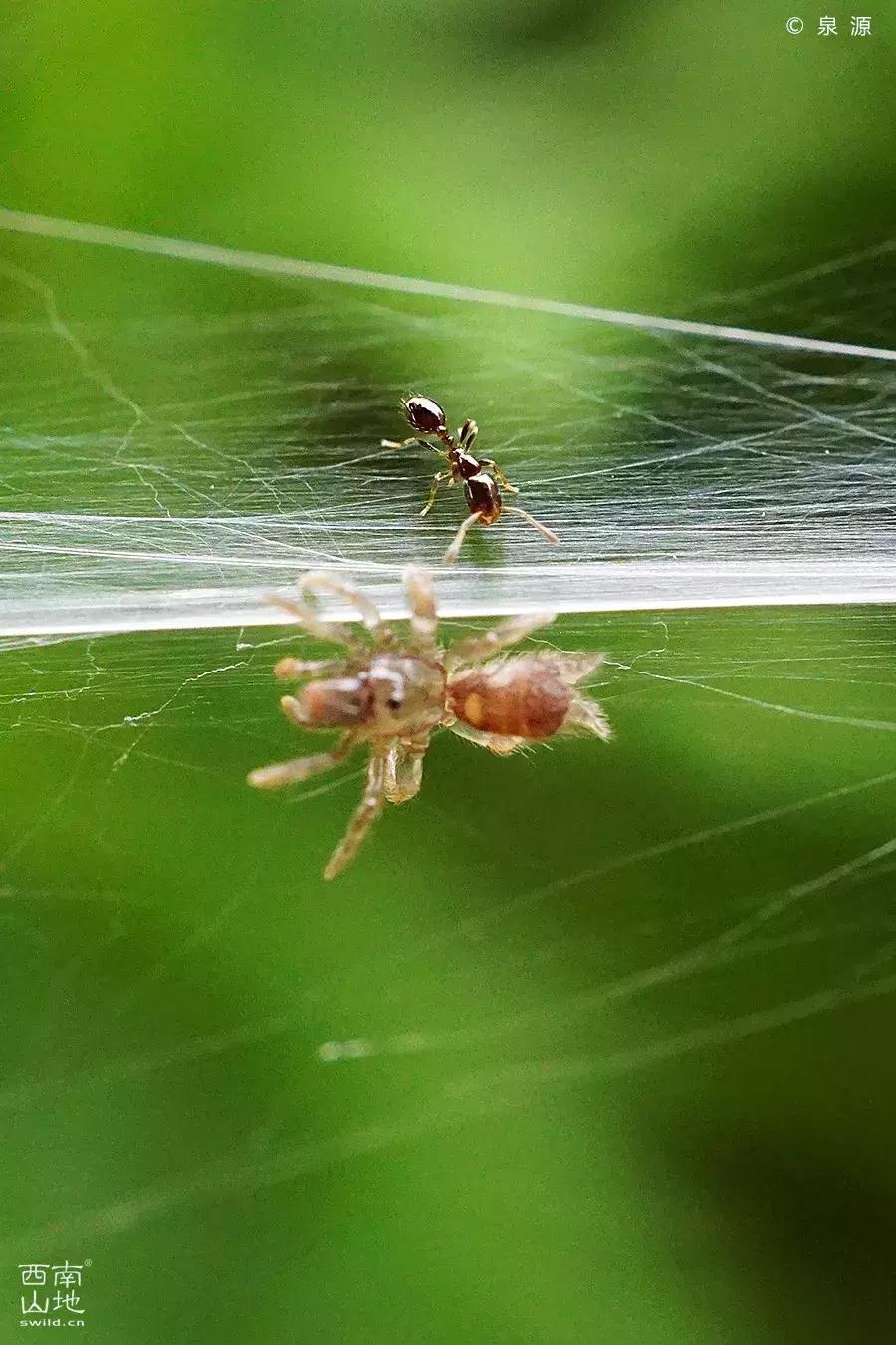 虫虫的世界简介,虫虫的世界里面一共有几种昆虫