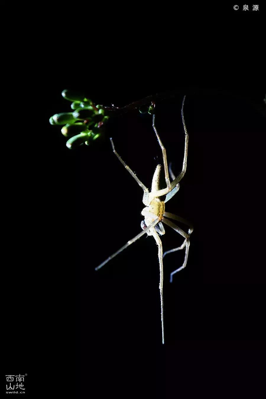 虫虫的世界简介,虫虫的世界里面一共有几种昆虫