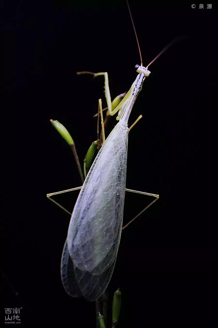 虫虫的世界简介,虫虫的世界里面一共有几种昆虫