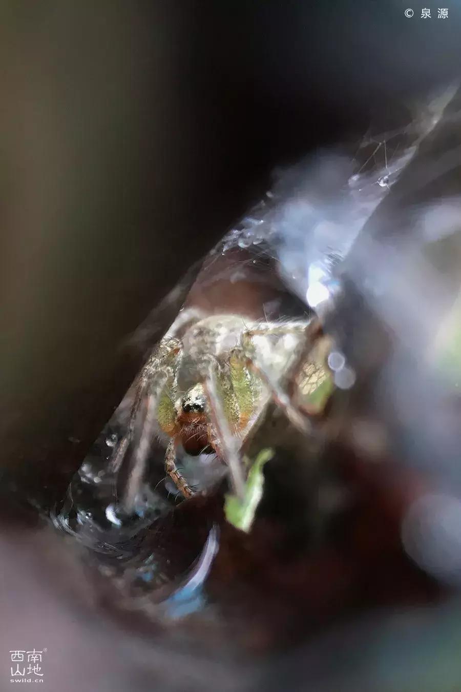 虫虫的世界简介,虫虫的世界里面一共有几种昆虫