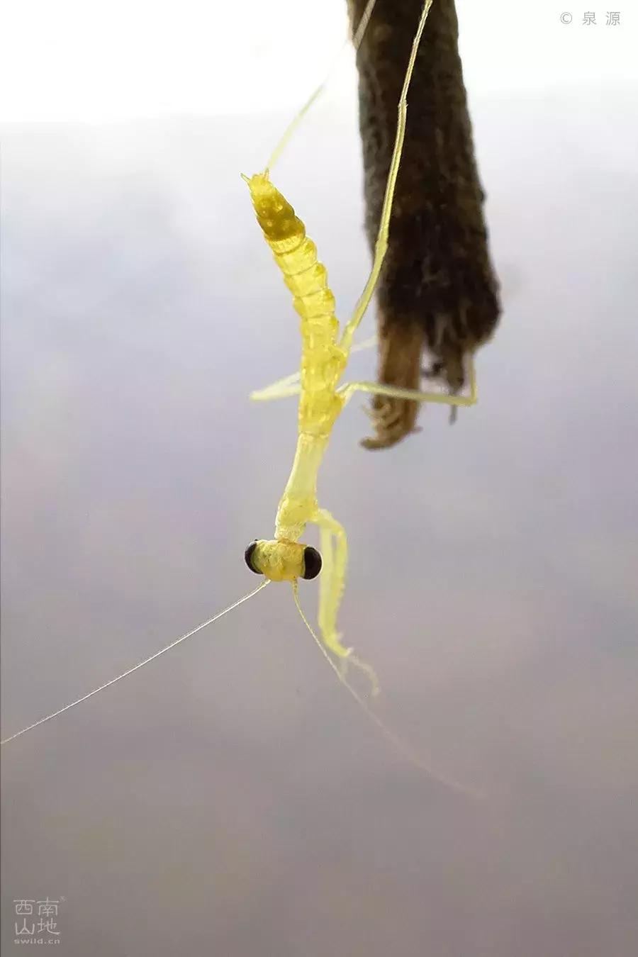 虫虫的世界简介,虫虫的世界里面一共有几种昆虫