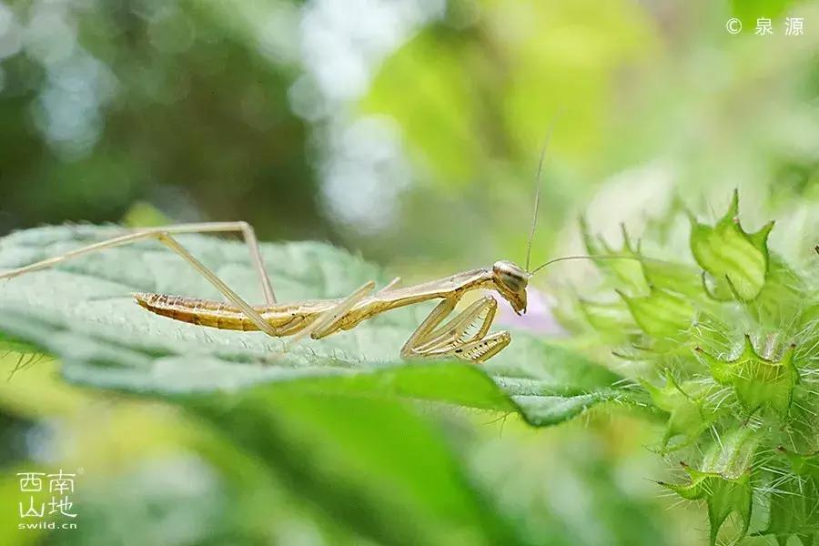 虫虫的世界简介,虫虫的世界里面一共有几种昆虫
