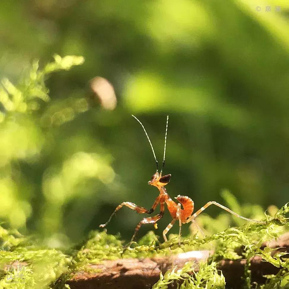 虫虫的世界简介,虫虫的世界里面一共有几种昆虫