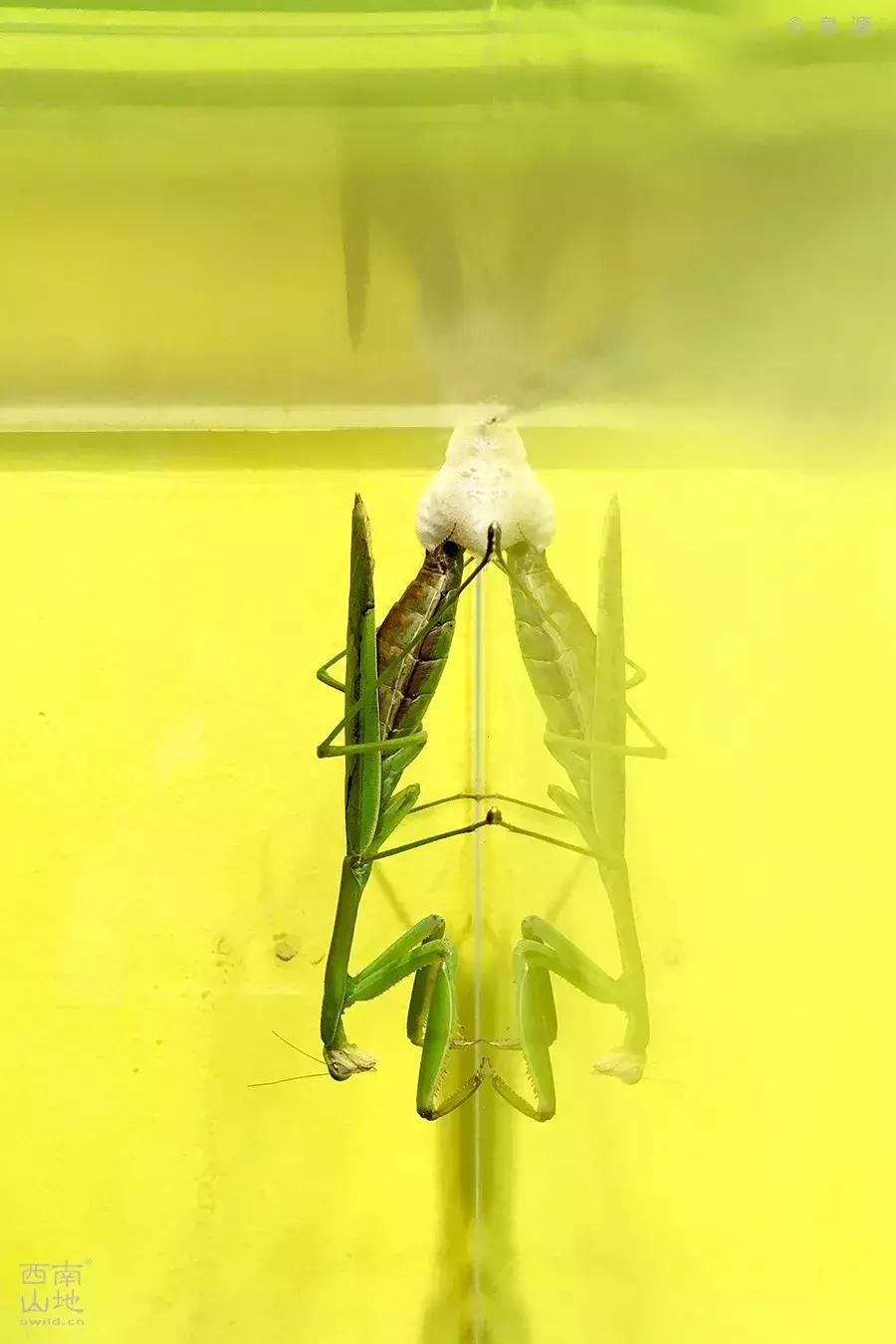 虫虫的世界简介,虫虫的世界里面一共有几种昆虫