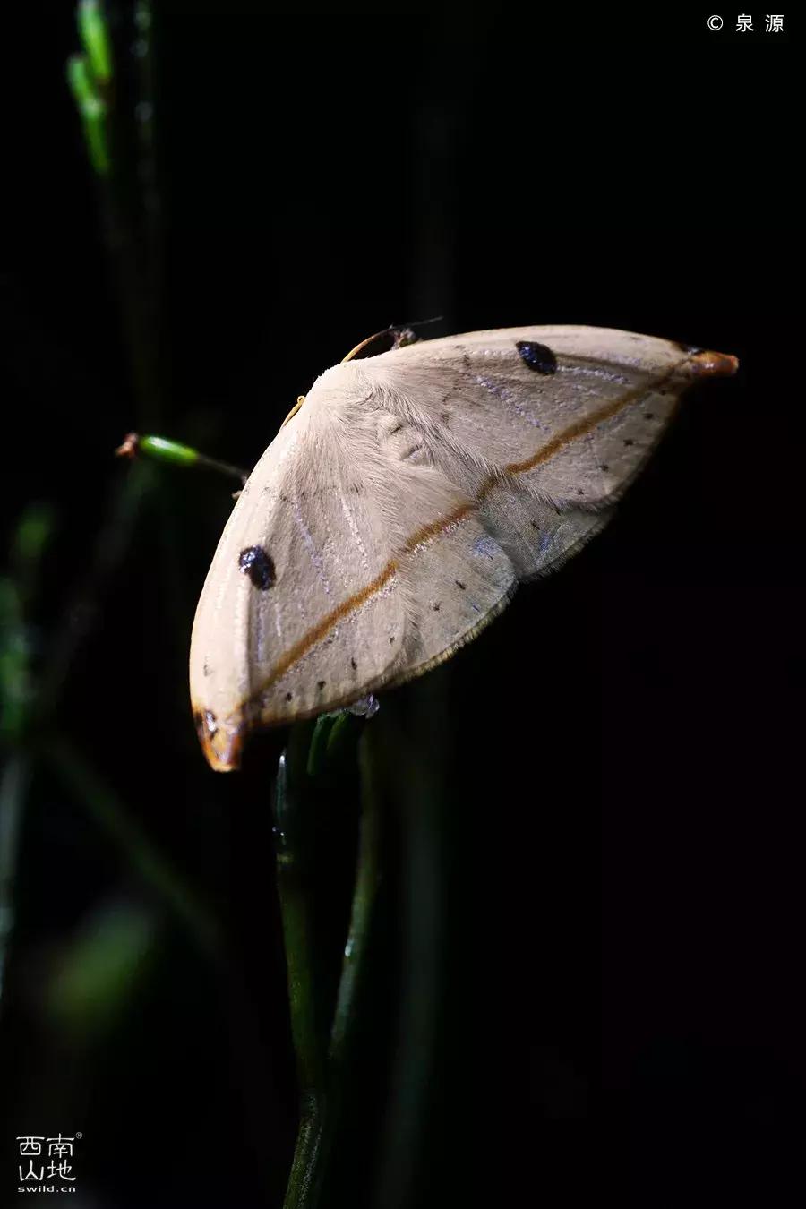 虫虫的世界简介,虫虫的世界里面一共有几种昆虫