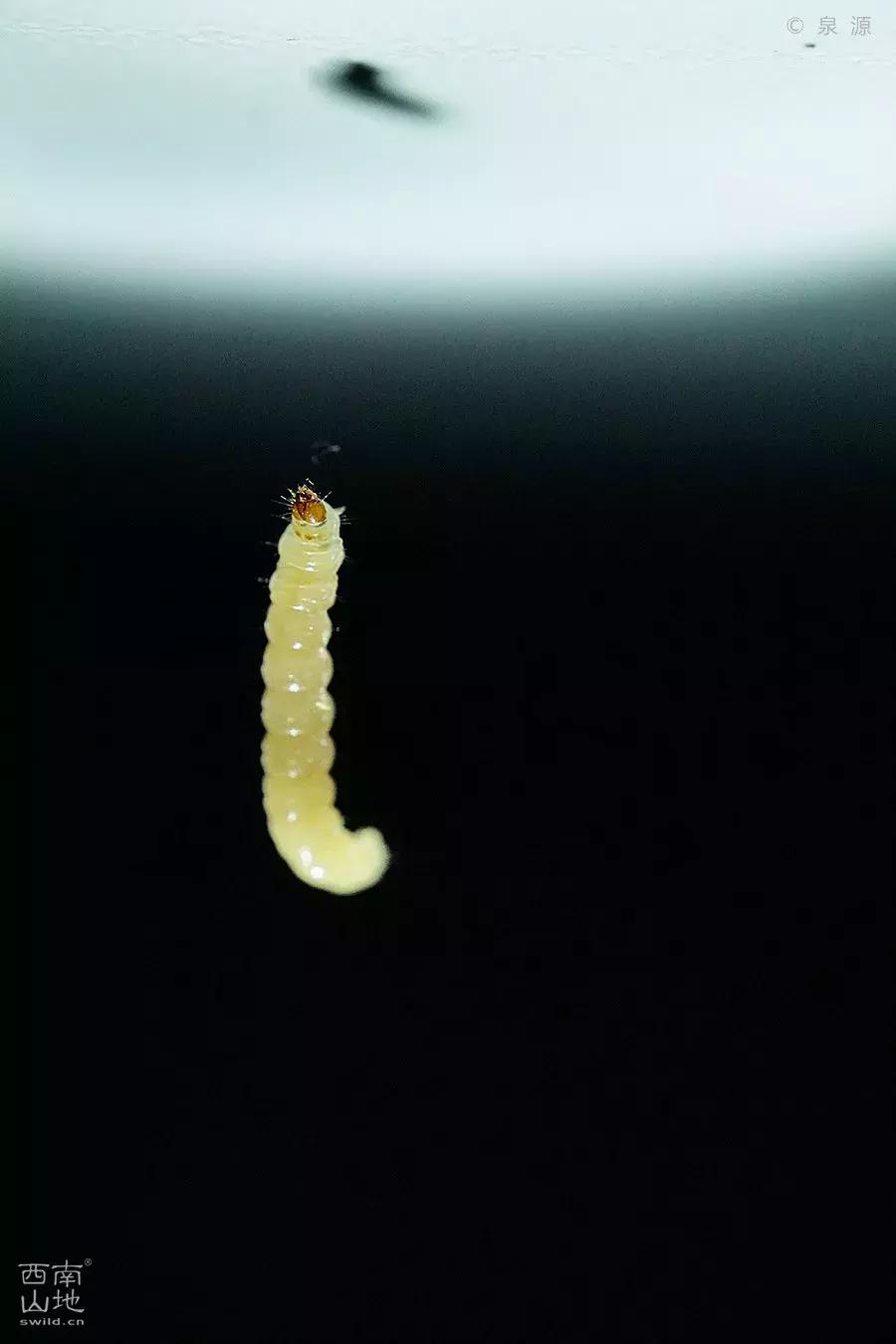 虫虫的世界简介,虫虫的世界里面一共有几种昆虫