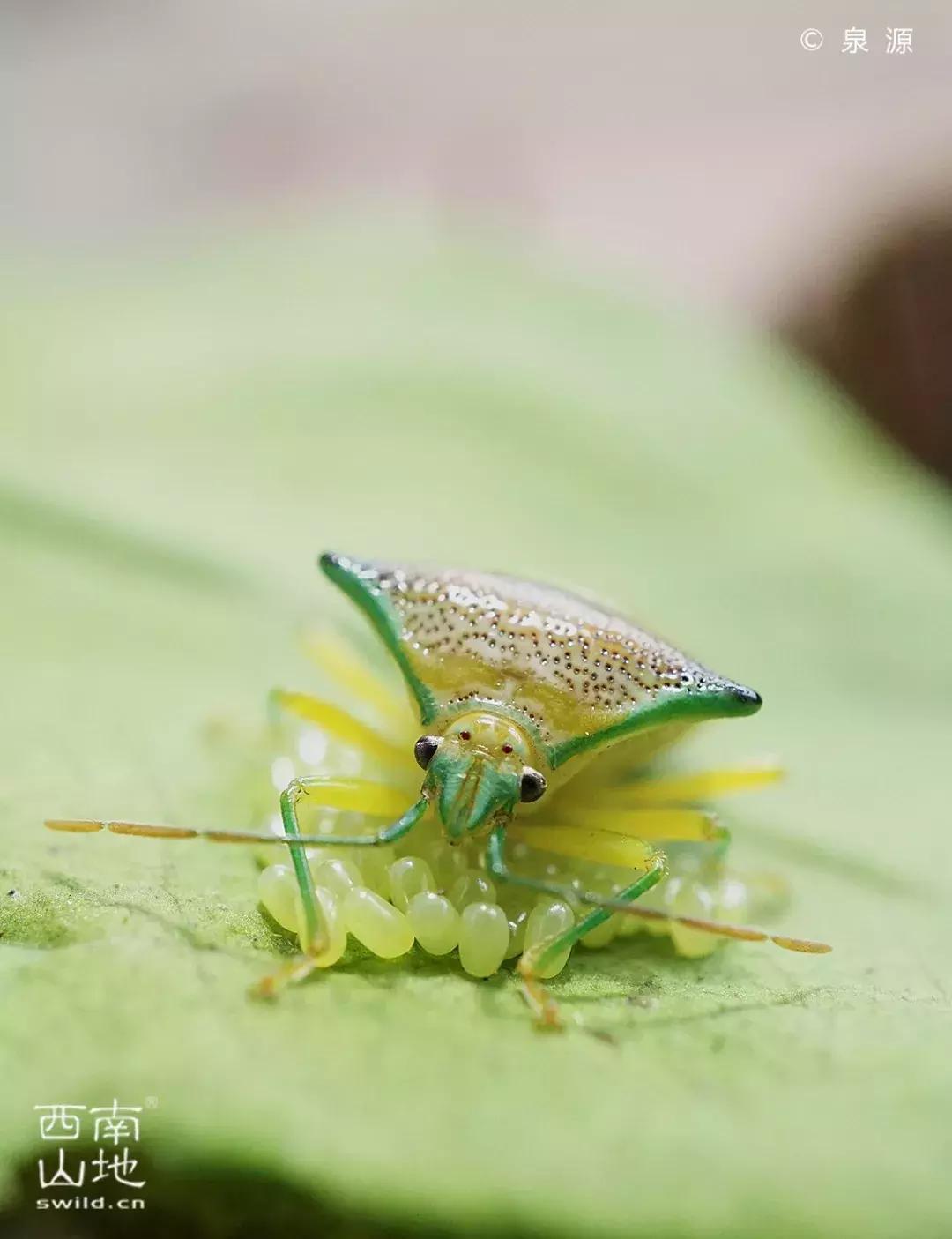 虫虫的世界简介,虫虫的世界里面一共有几种昆虫