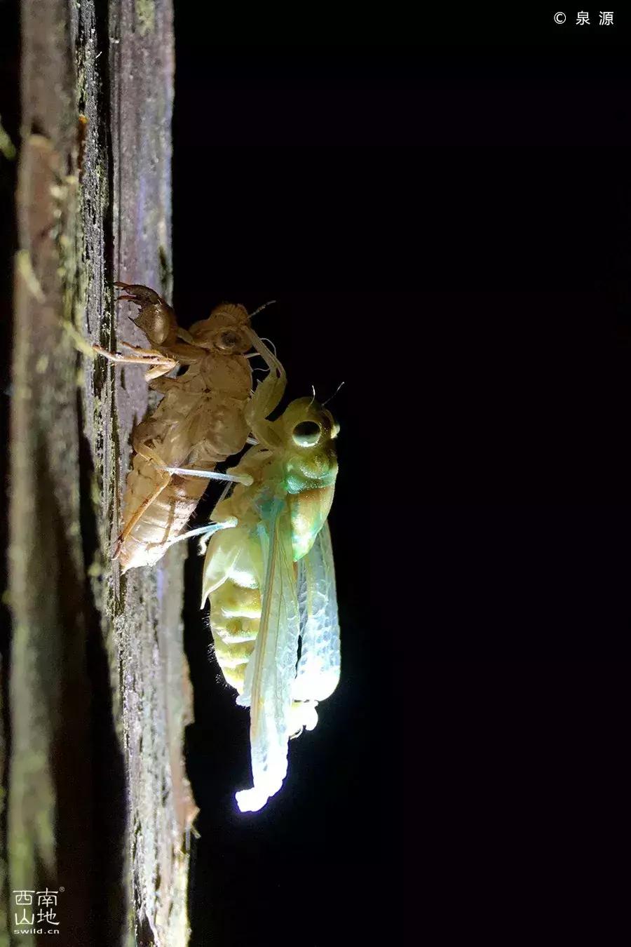 虫虫的世界简介,虫虫的世界里面一共有几种昆虫