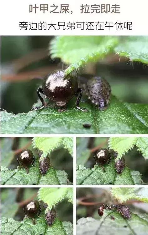 虫虫的世界简介,虫虫的世界里面一共有几种昆虫