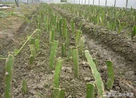火龙果扦插一般多久生根,火龙果苗怎样扦插视频