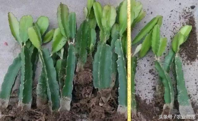 火龙果扦插一般多久生根,火龙果苗怎样扦插视频