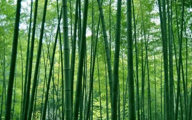 重庆免门票周边游地方推荐,重庆周边免门票公园