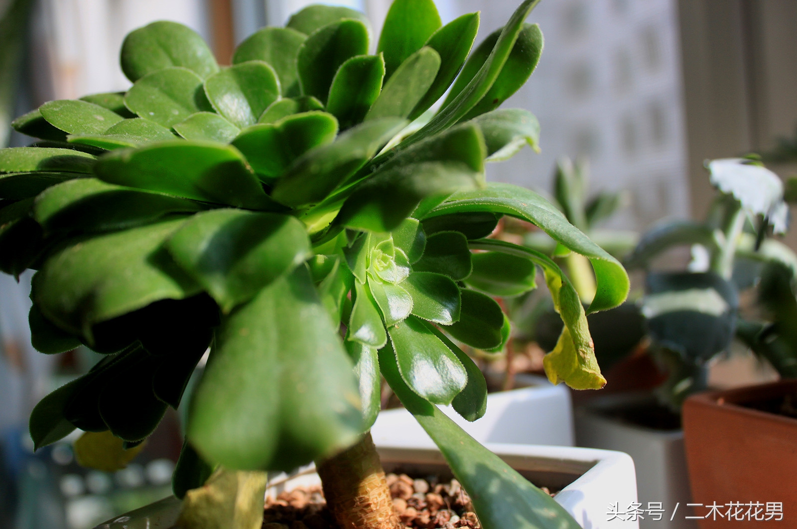 玉龙观音怎样养护和管理,玉龙观音生长过程中需要摘叶片