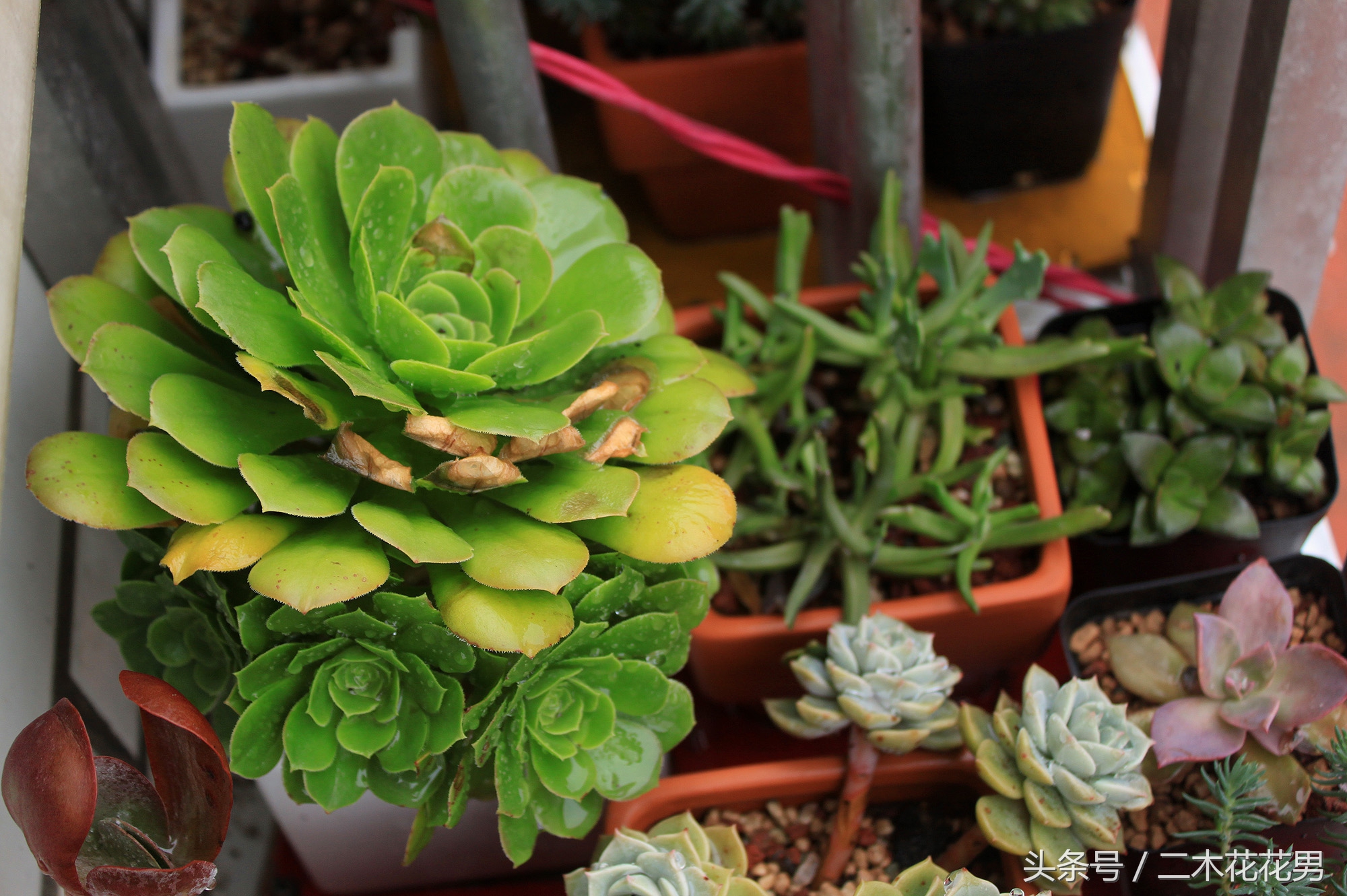 玉龙观音怎样养护和管理,玉龙观音生长过程中需要摘叶片