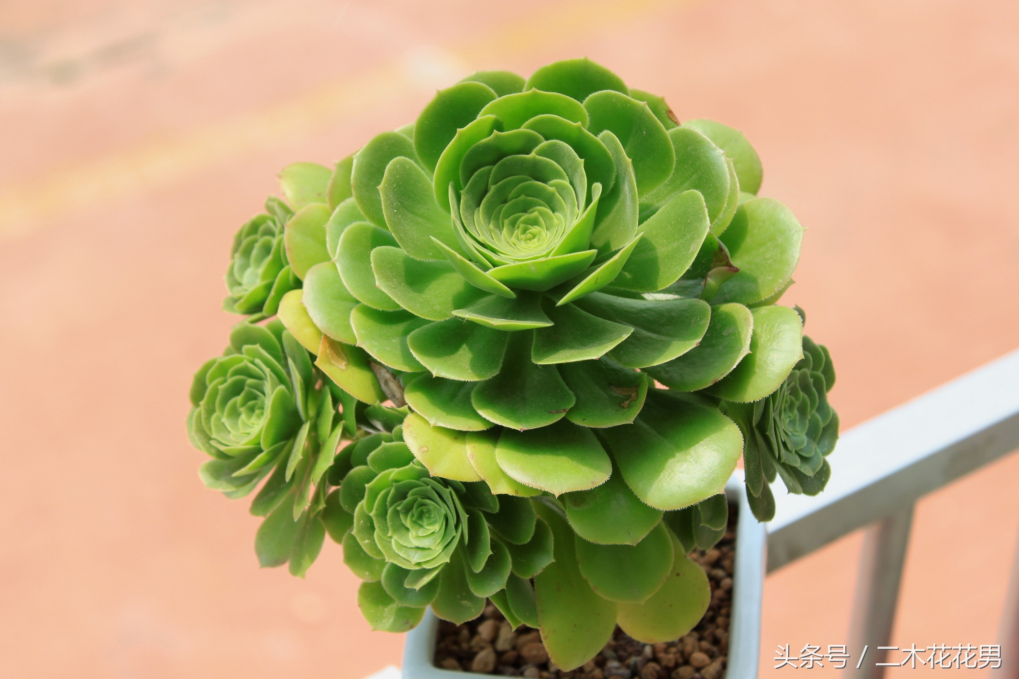 玉龙观音怎样养护和管理,玉龙观音生长过程中需要摘叶片