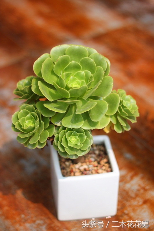 玉龙观音怎样养护和管理,玉龙观音生长过程中需要摘叶片