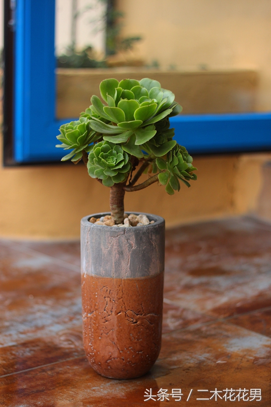 玉龙观音怎样养护和管理,玉龙观音生长过程中需要摘叶片