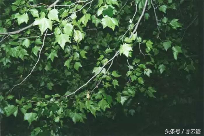 不要看太多励志鸡汤,励志鸡汤不拖延