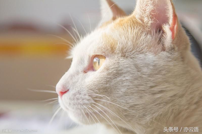 不要看太多励志鸡汤,励志鸡汤不拖延