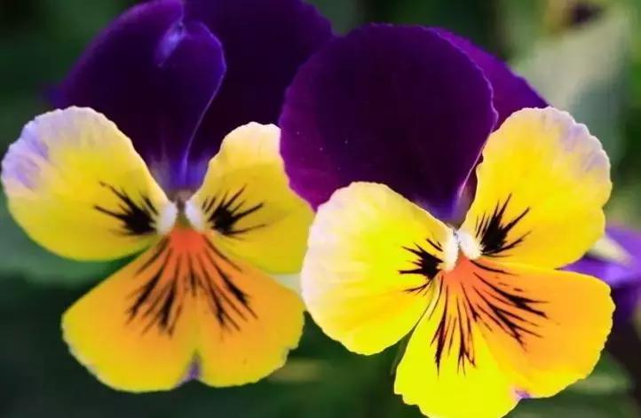 三色堇的科属,三色堇角堇