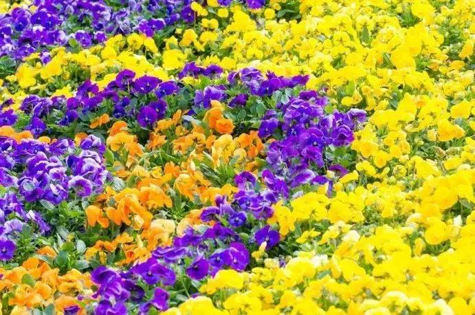 三色堇的科属,三色堇角堇