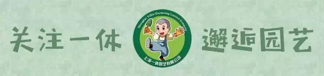 三色堇的科属,三色堇角堇