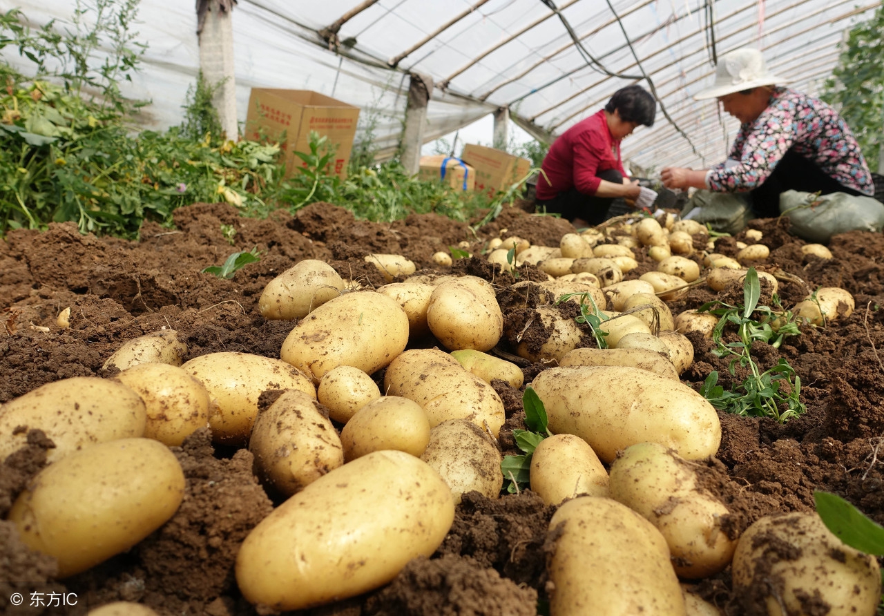 7月降8月涨，专家预言马铃薯价格10月大幅下降，建议避免大量积压